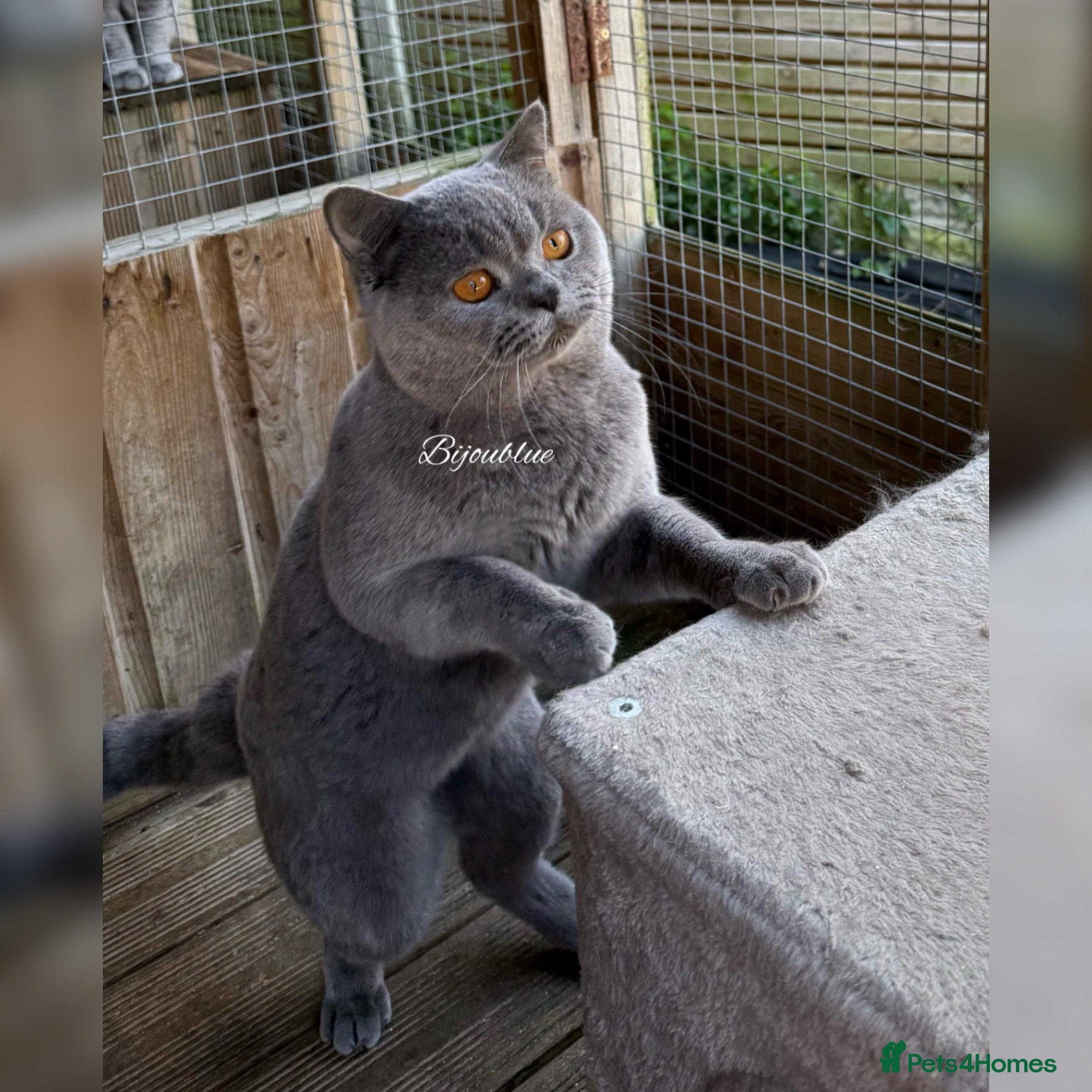 British Shorthair cats Exclusive Import • World-Class Type - Advert 5