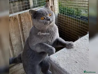 British Shorthair cats Exclusive Import • World-Class Type - Advert 5