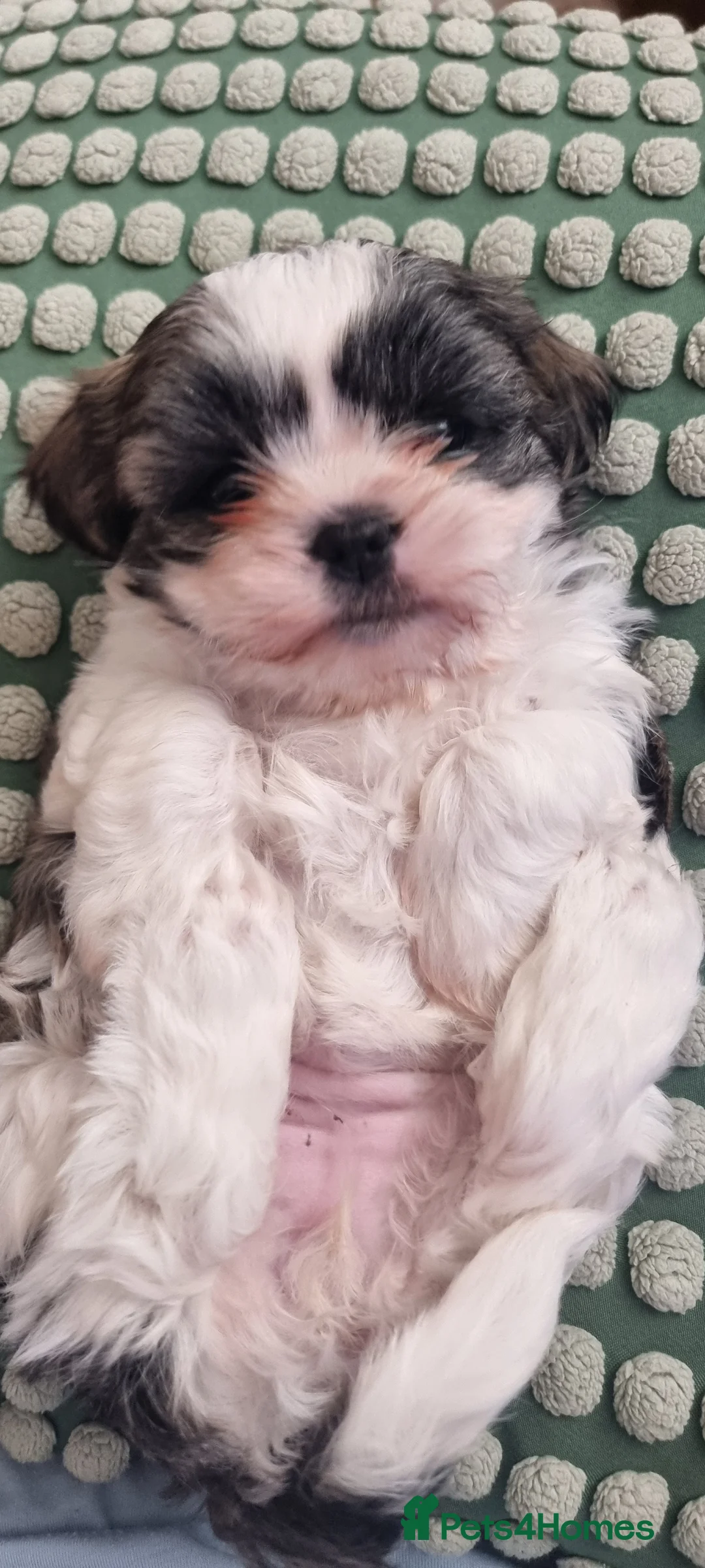 Shih Tzu dogs for sale: Twin girls available  - Advert 8