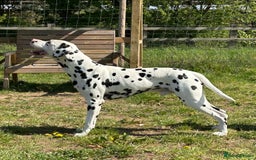 Dalmatian dogs for stud: Health tested Dalmatian available at Stud in Birmingham - Image 2