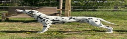 Dalmatian dogs for stud: Health tested Dalmatian available at Stud in Birmingham - Advert 2