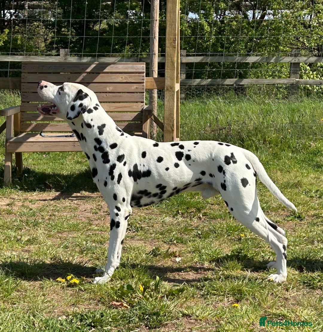 Dalmatian dogs for stud: Health tested Dalmatian available at Stud in Birmingham - Image 2