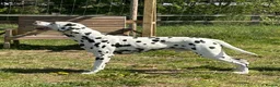 Dalmatian dogs for stud: Health tested Dalmatian available at Stud in Birmingham - Advert 2