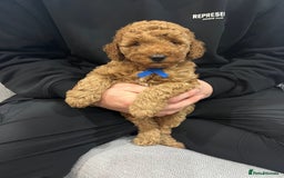 Labradoodle dogs for sale: Miniature Labradoodle  - Advert 10