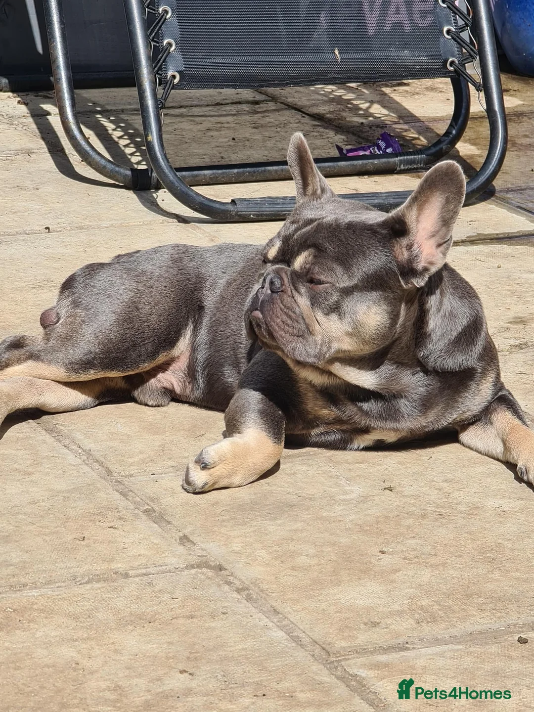 French Bulldog dogs for stud: french bulldog for stud in Sheffield - Advert 4