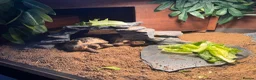 Tortoise reptiles for sale: 2 Horsefield Tortoises with set up and equipment  - Advert 6