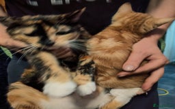 Mixed Breed cats for sale: Beautiful ginger kitten for sale. - Image 4