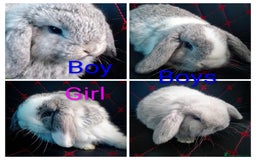 Mini Lop rabbits for sale: Beautiful Mini Lop Bunnies available  - Image 2