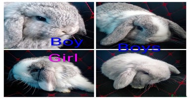 Mini Lop rabbits - Advert 2