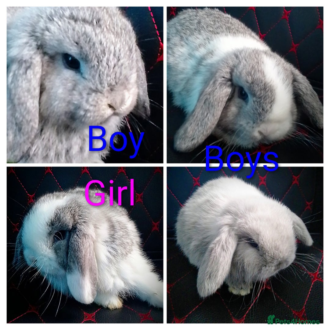 Mini Lop rabbits for sale: Beautiful Mini Lop Bunnies available  - Image 2
