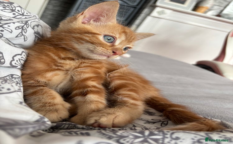 Mixed Breed cats - Advert 4