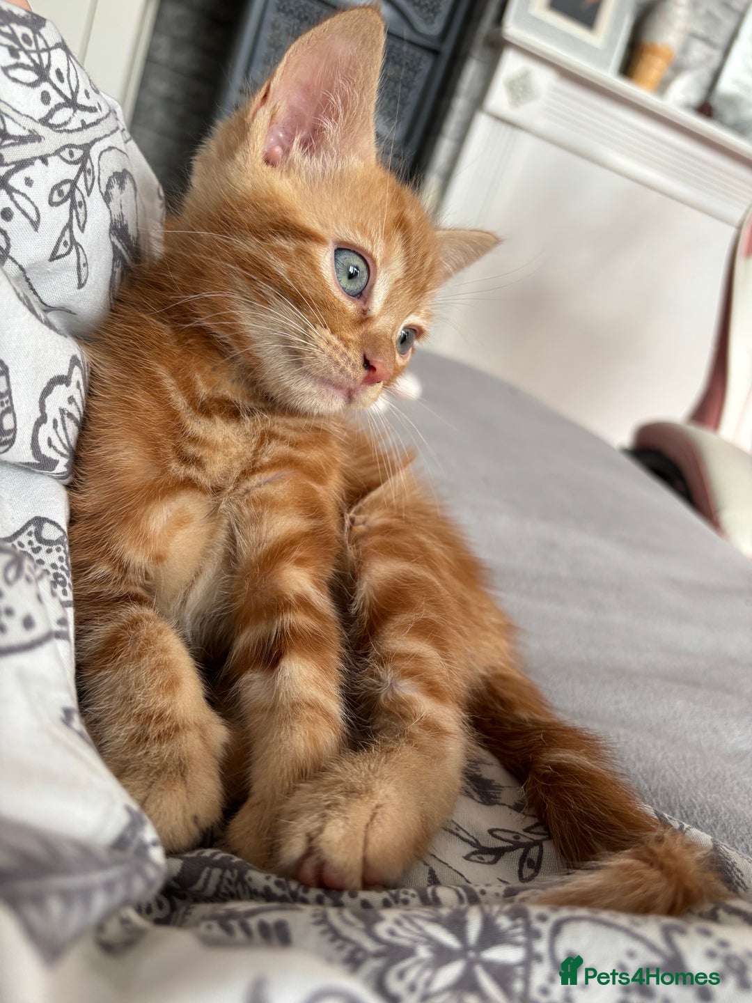 Mixed Breed cats for sale: Ginger male ready for home!  - Image 1