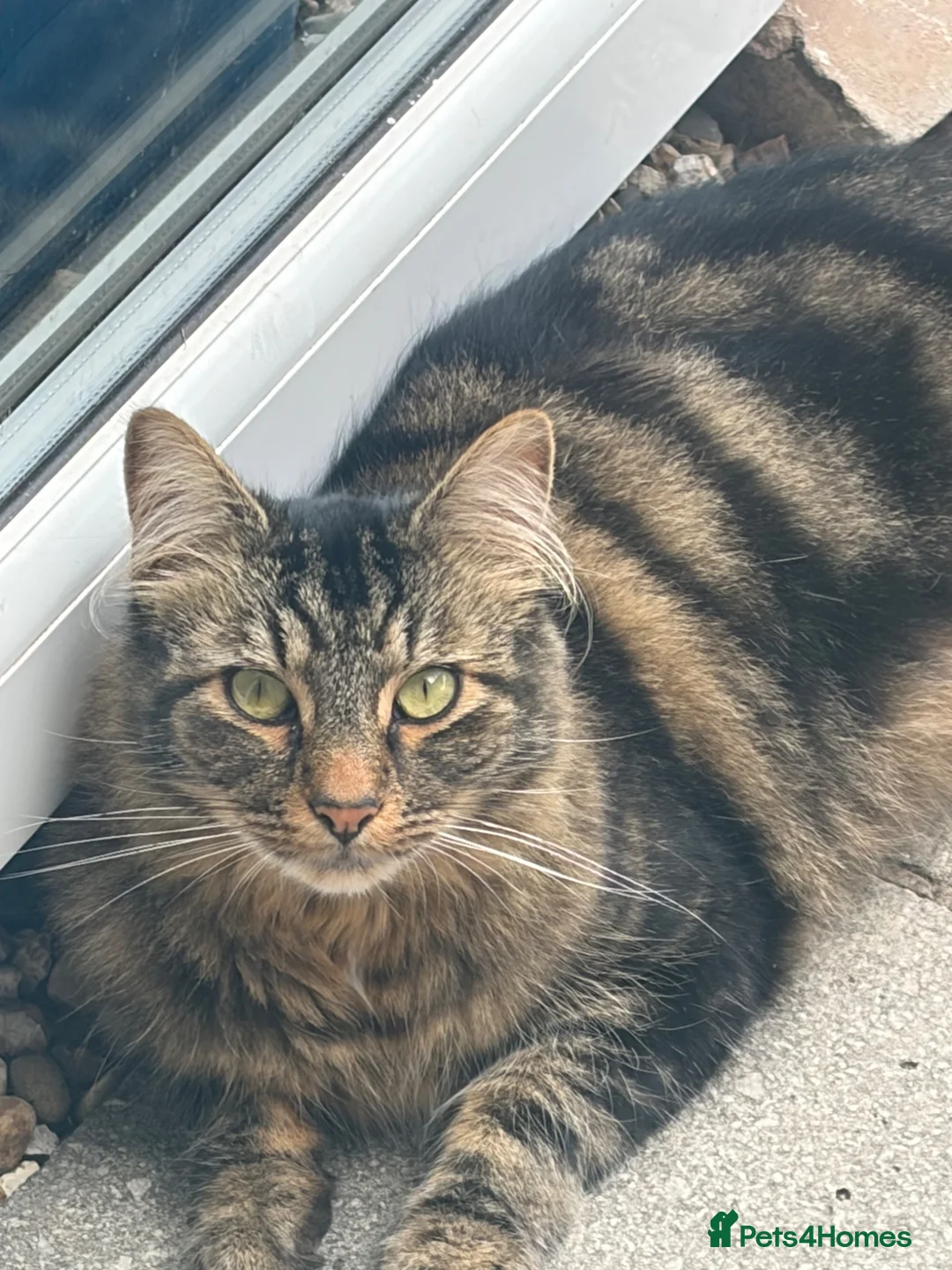 Mixed Breed cats for sale: Marshall needs a home - Advert 2