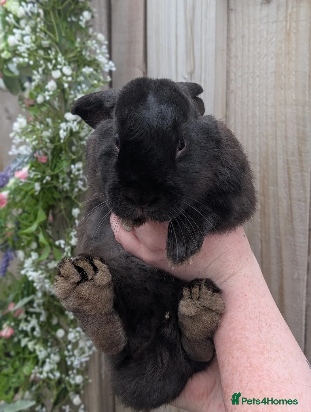 Mixed Breed rabbits for sale: Beautiful male rabbit looking for a forever home🤍 - Advert 4