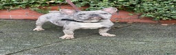 French Bulldog dogs for stud: Proven blue merle stud available  - Advert 5
