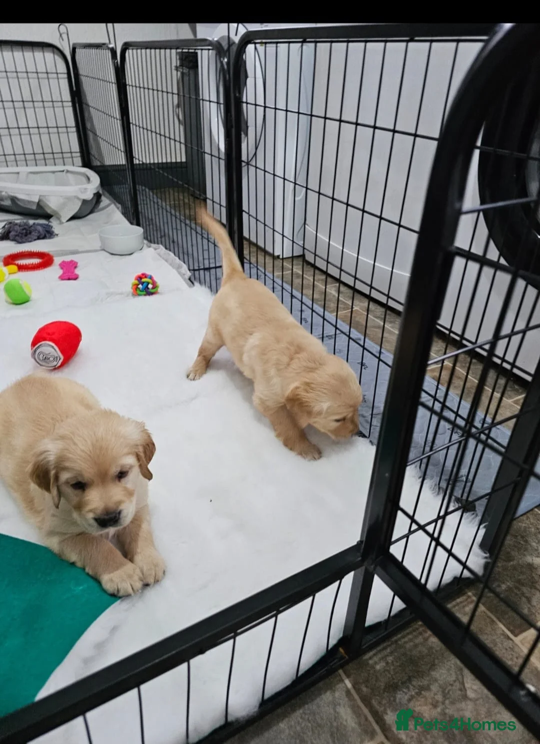 Golden Retriever dogs for sale: Gorgeous KC full pedigree golden retrievers  - Advert 15