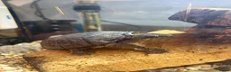 Terrapin reptiles for sale: Common Musk Turtle – Looking for a Loving Home in Stourport-on-Severn - Advert 2