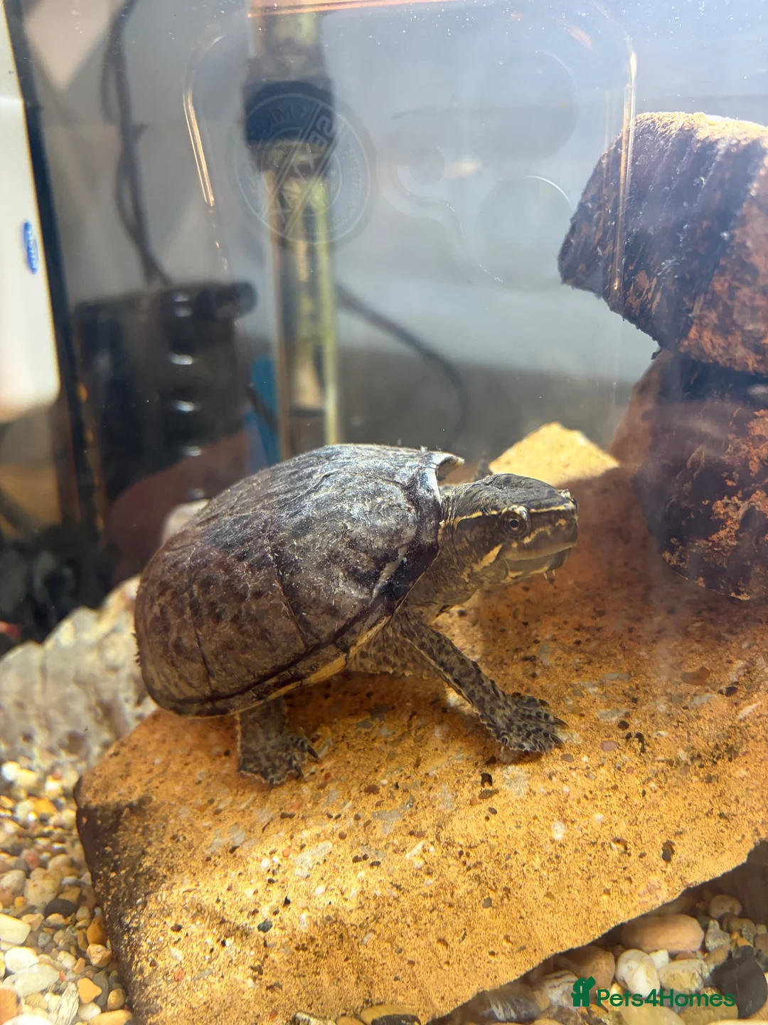 Terrapin reptiles for sale: Common Musk Turtle – Looking for a Loving Home in Stourport-on-Severn - Advert 2