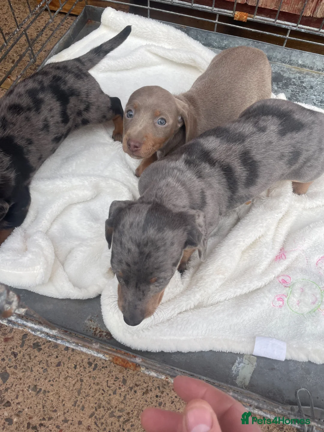 Dachshund dogs for sale: Dachshund  - Advert 11