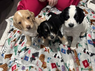 Cockapoo dogs Gorgeous F1B Cockapoo Puppies ready Christmas eve - Advert 1