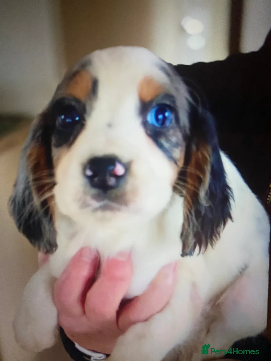 Cocker Spaniel dogs for sale: Beautiful letter of working Cocker spaniel’s - Advert 5