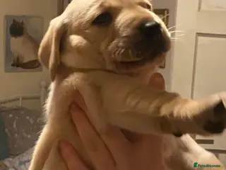 Labrador Retriever dogs Lovely Labrador puppies in Bourne - Advert 1