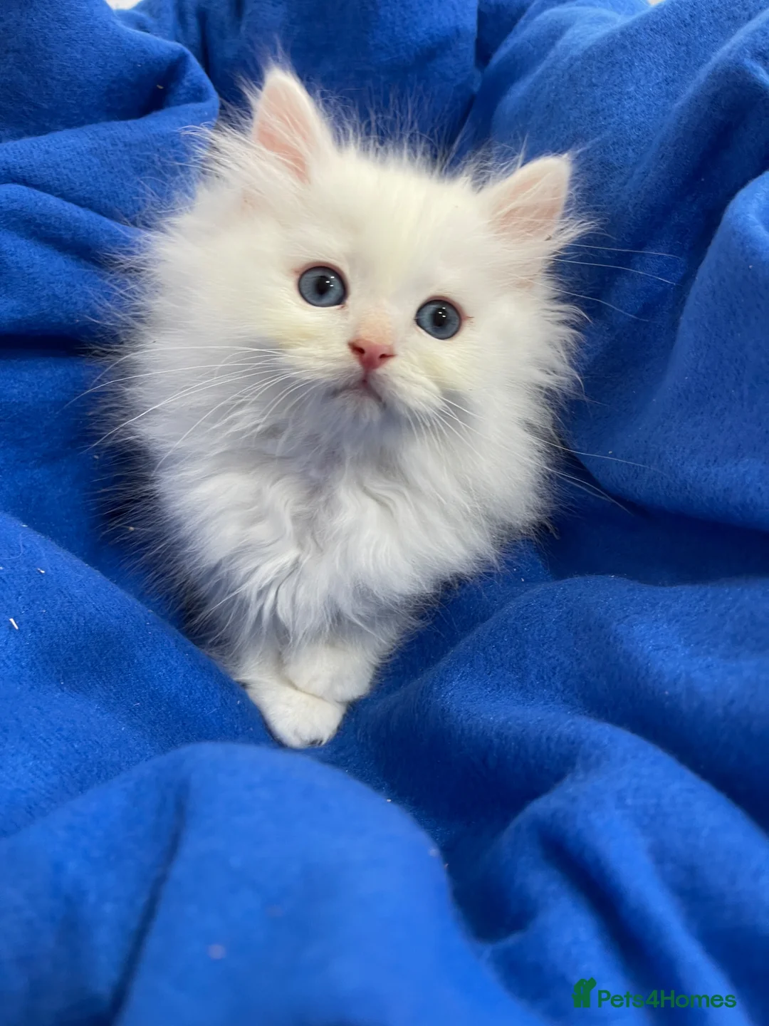 Siberian cats for sale: Siberian Pure Kittens Available  - Advert 27