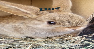 Mini Lop rabbits - Advert 4