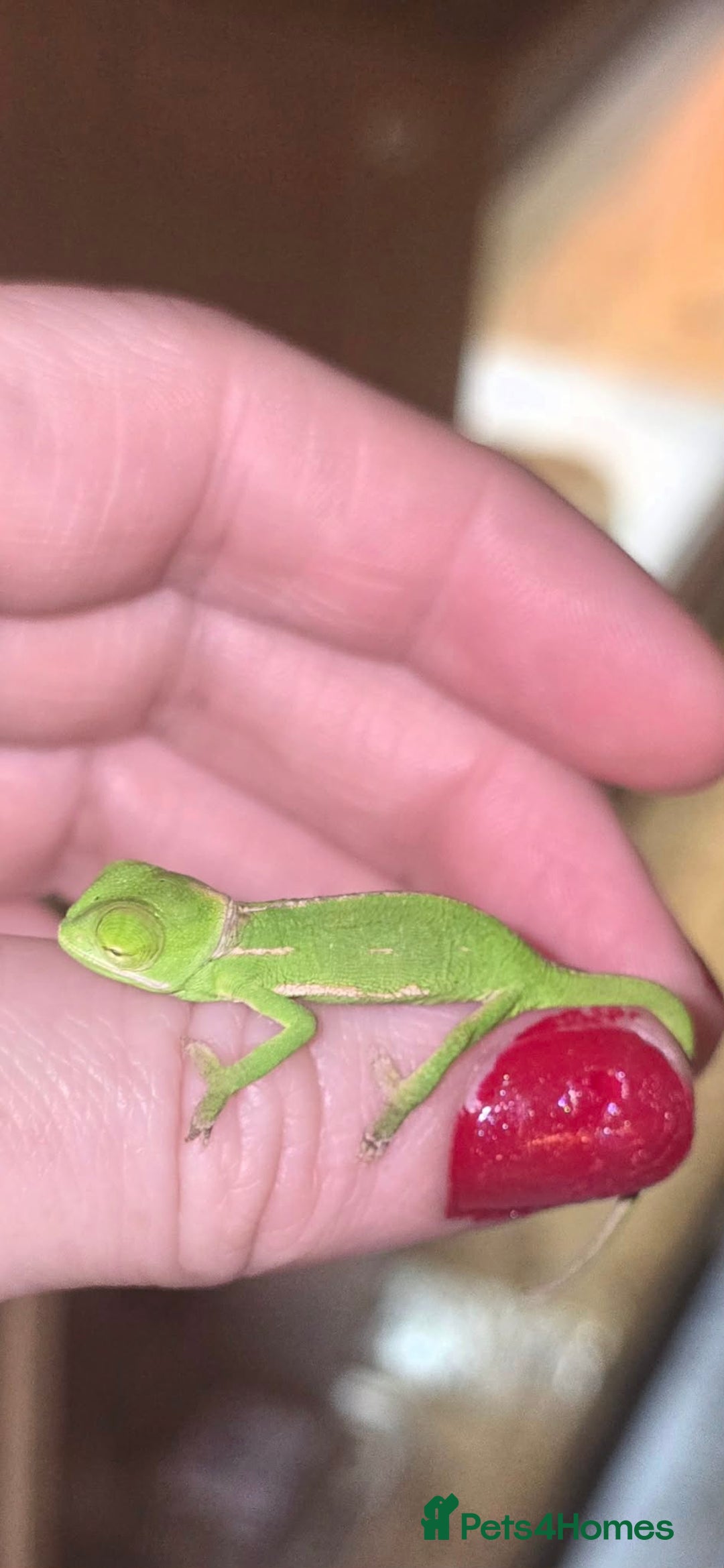 Chameleon reptiles for sale: BABY VEILED CHAMELEONS  - Advert 5