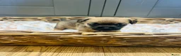 Border Terrier dogs for sale: KC Registered & SLEM Clear Border Terriers - Advert 5