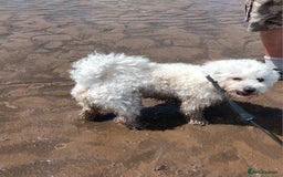 Maltese dogs for stud: Maltese Stud - Image 11