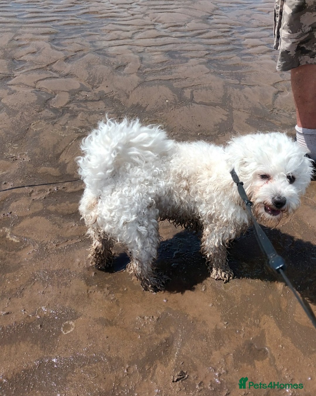 Maltese dogs for stud: Maltese Stud - Image 11