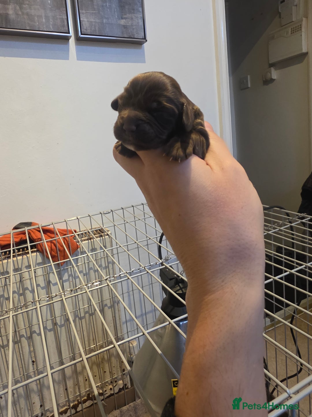 Cocker Spaniel dogs for sale: Kc registered litter - Advert 11