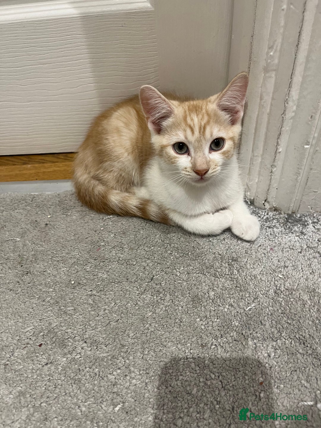 Mixed Breed cats for sale: Lovely playful kittens  - Image 7
