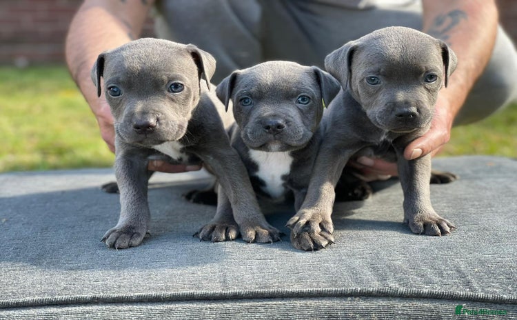 Staffordshire Bull Terrier dogs - Advert 3