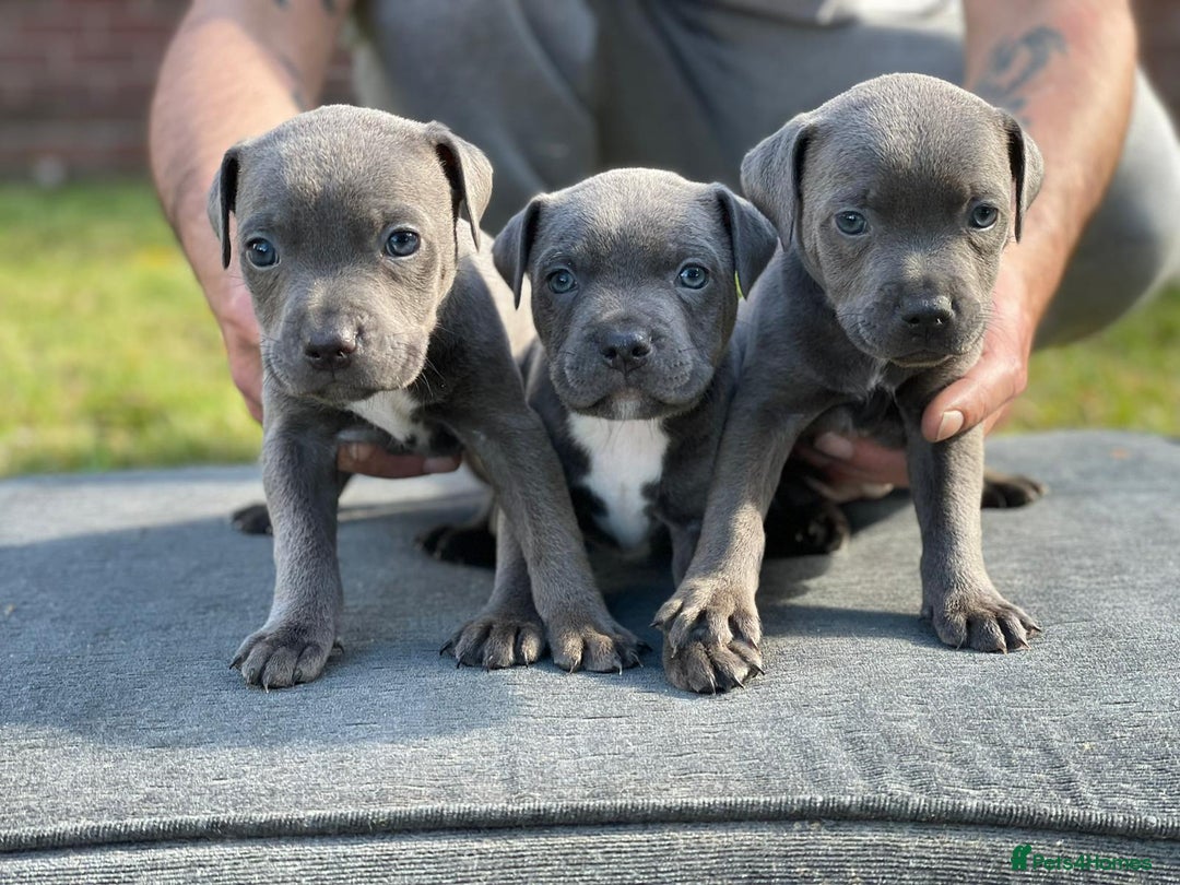 Staffordshire Bull Terrier dogs for sale: Stunning Staffordshire Bullterrier Puppies  - Image 1