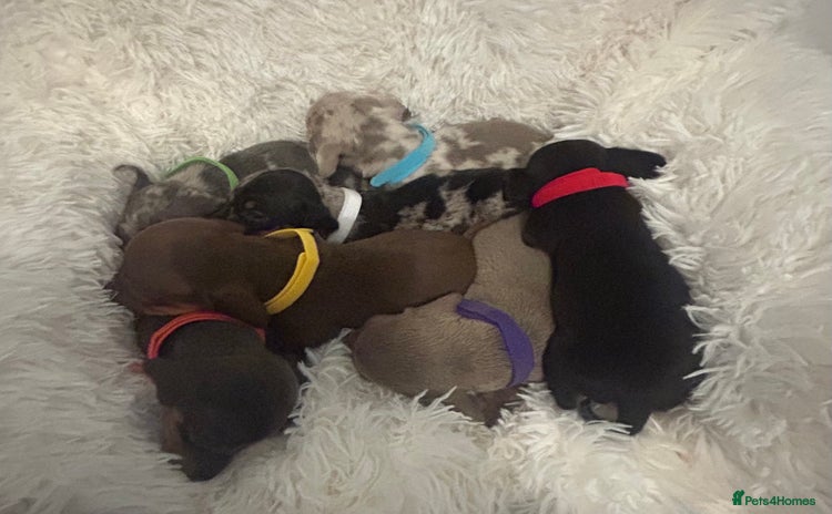 Miniature Dachshund dogs - Advert 12