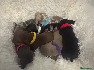 Miniature Dachshund dogs - Advert 16