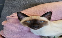 Siamese cats for sale: Old Style Siamese Kittens. Raised with love & care - Advert 39