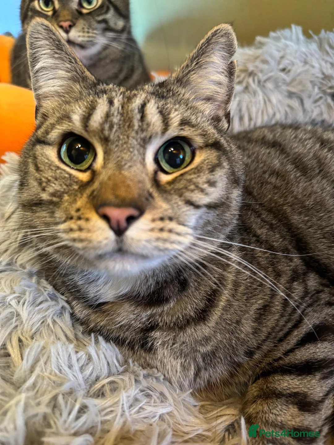 Mixed Breed cats for sale: Two beautiful tabby boys ready to rehome - Advert 2