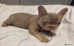 French Bulldog dogs for sale: Last 2 females dwkc frenchies - Image 10