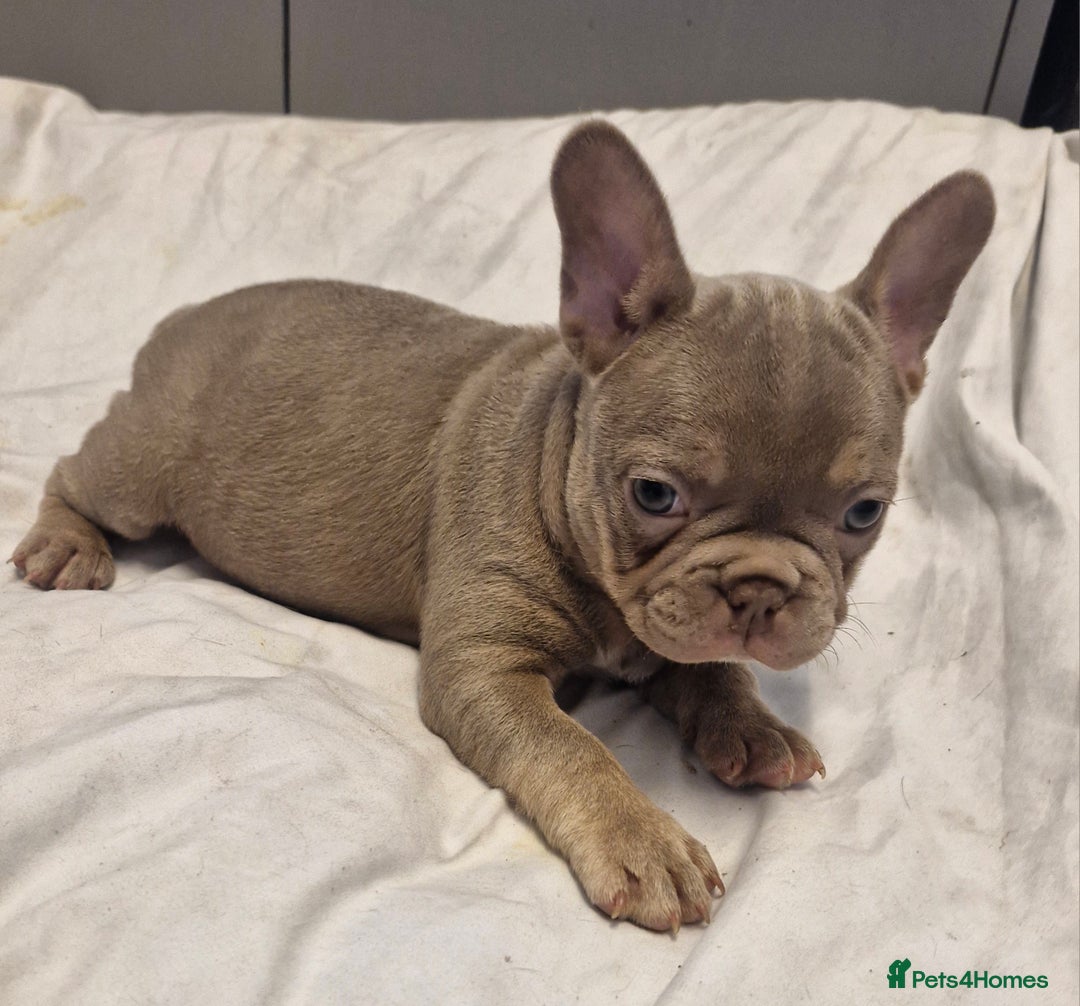 French Bulldog dogs for sale: Last 2 females dwkc frenchies - Image 10