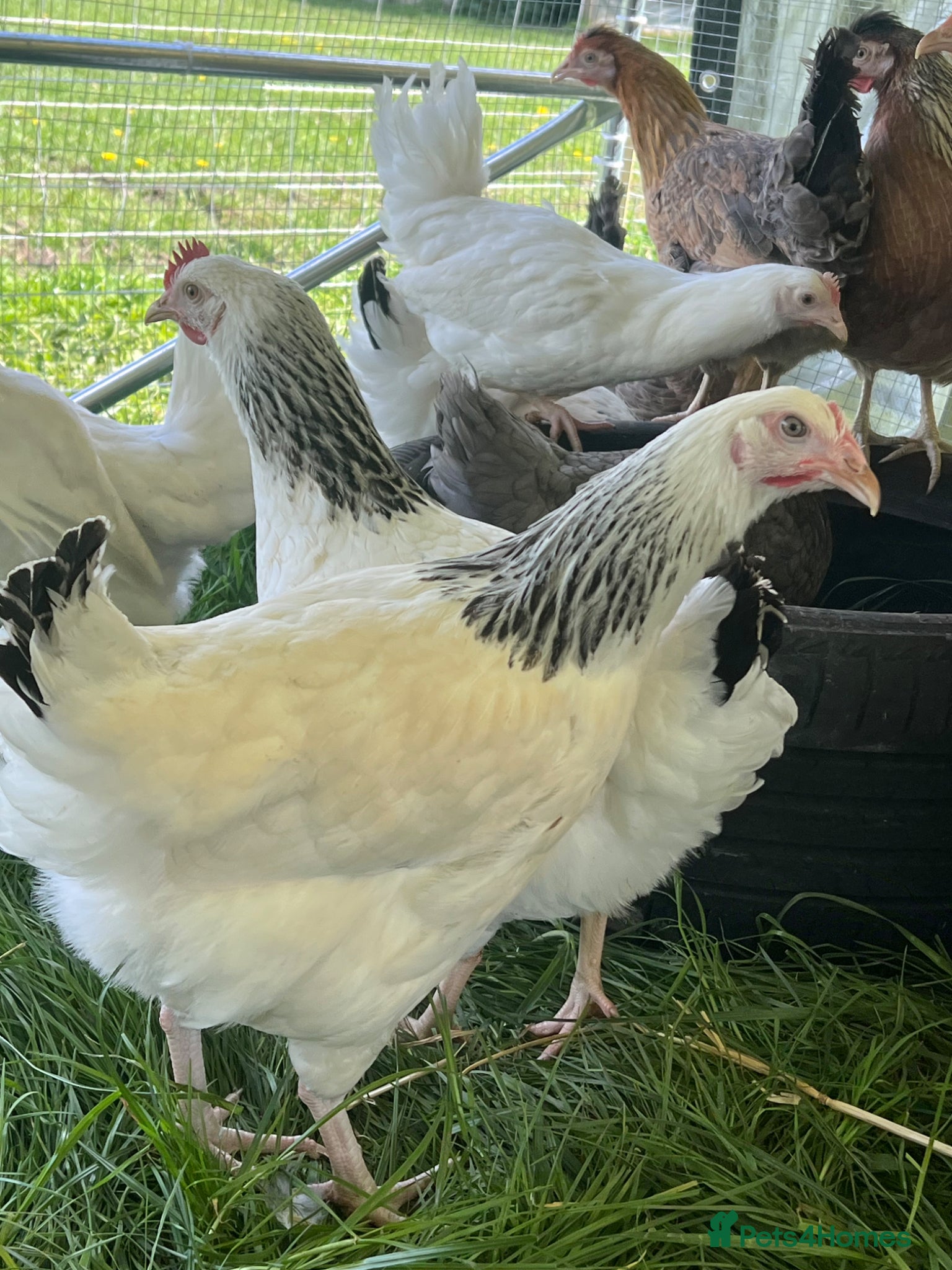 Chickens poultry Hybrid Point of Lay Pullets (Hens) - Advert 1