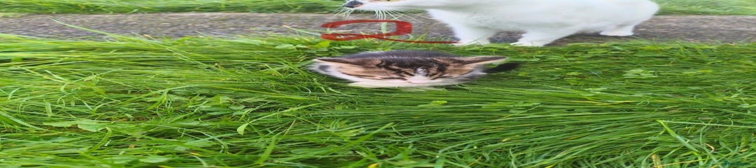 Domestic Shorthair Kitten 2