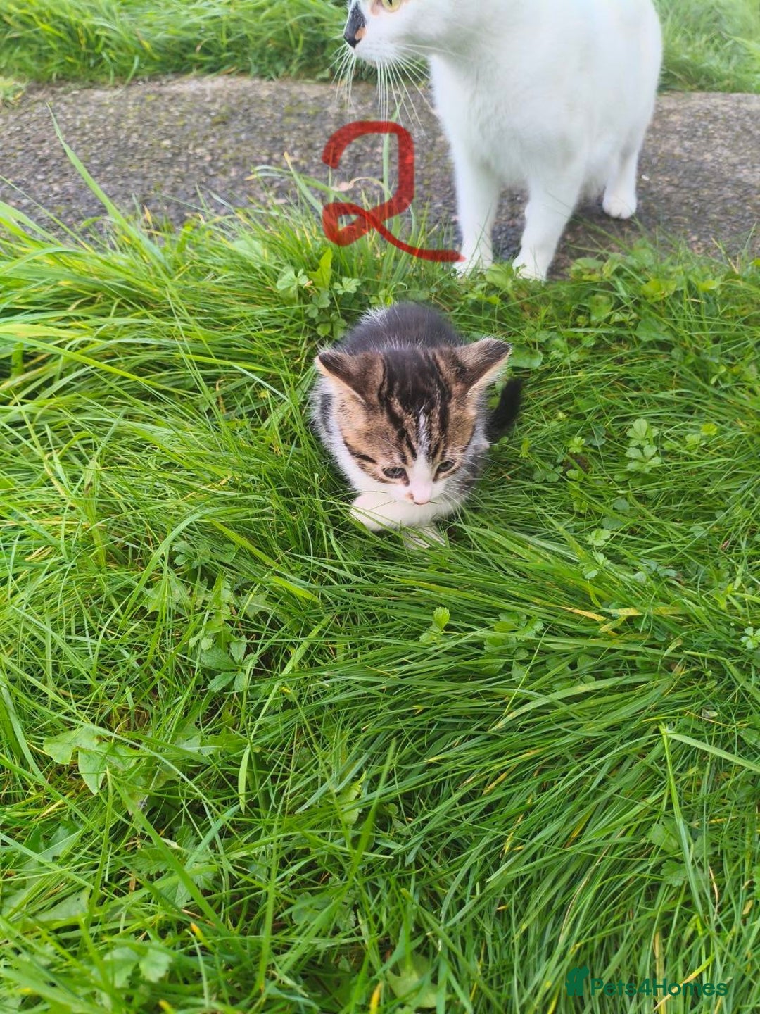 Domestic Shorthair cats for sale: Adorable Kittens Looking for Loving Homes 🐾 - Image 7