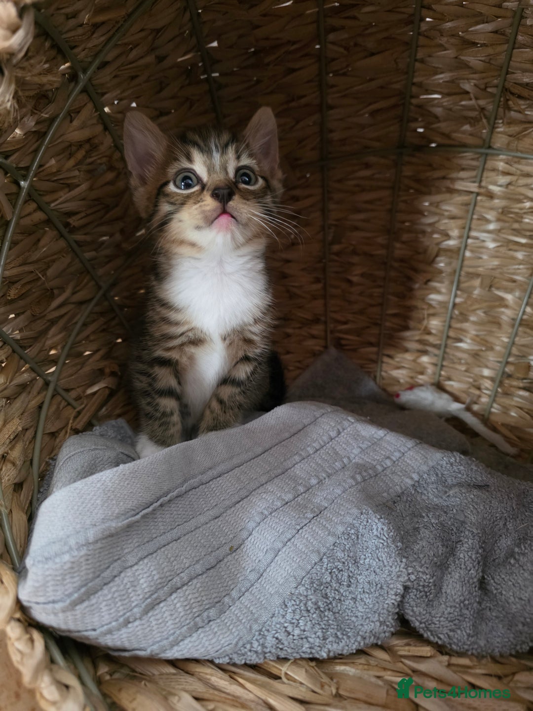 Mixed Breed cats for sale: Tabby male kitten for sale - Image 3