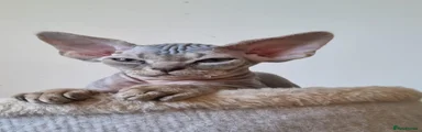 Devon Rex 1