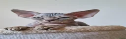 Devon Rex cats for sale: ❤️ Gorgeous Devon Rex Kittens ❤️ - Advert 8