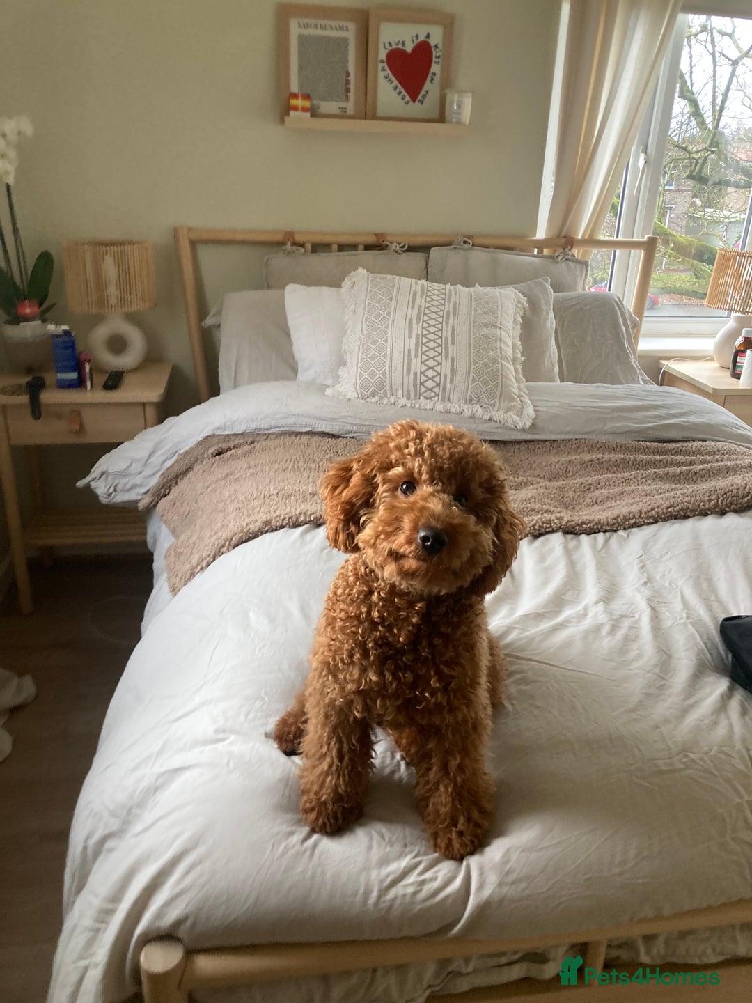 Miniature Poodle dogs for stud: Rufus  - Advert 19
