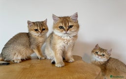 British Shorthair cats for sale: Golden Tipped BSH - last MalaMor Kittens  - Image 5